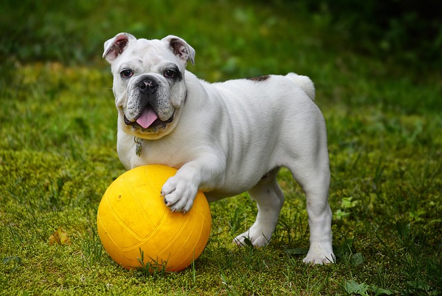 כלב משחק בכדור צהוב