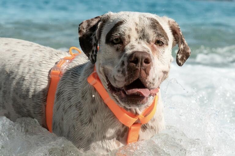 סדרת NeoPro של zee.dog מקפיצה את חווית הים עם כלבים ועושה אותה הרבה יותר קלה (ויבשה)
